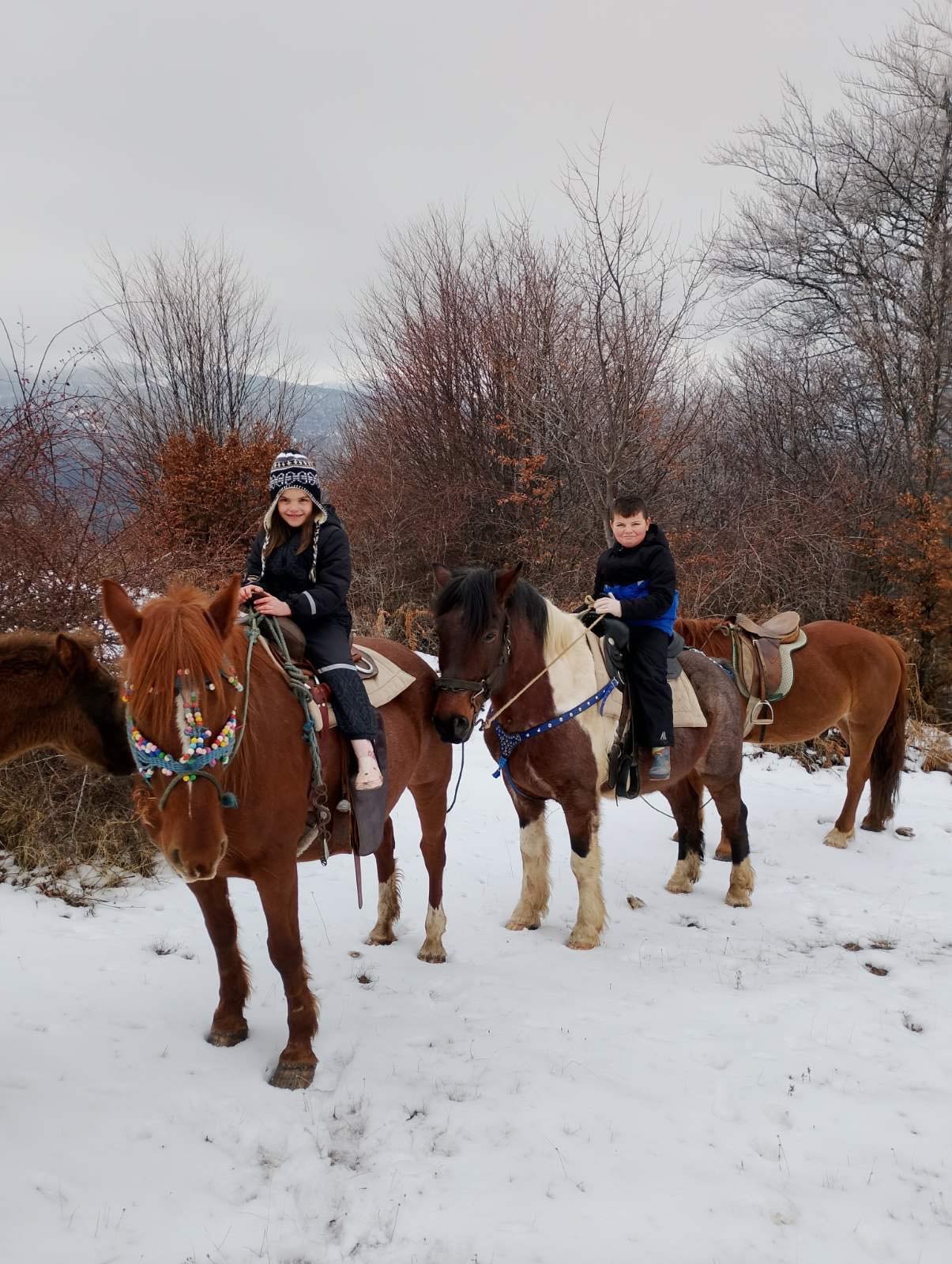Коњи на зелена ливада